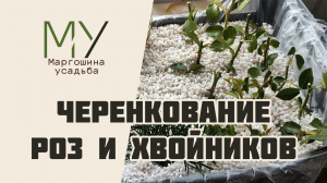 Черенкование роз и хвойников