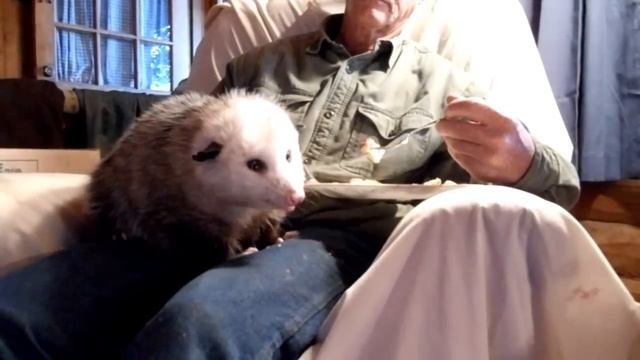 Sweetpea The Opossum Shares Breakfast With Grandpa