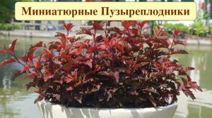 ПУЗЫРЕПЛОДНИКИ НИЗКОРОСЛЫЕ ДЛЯ МИКСБОРДЕРОВ И РОКАРИЕВ. Дачный креатив.