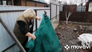 Как укрывать на зиму ТУЮ в Хакасии, где мало снега и ветра, опыт и советы Евгении