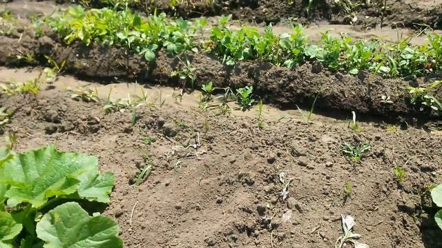 Кабачки на даче и Кабачки в 2023 году - так называются плейлисты для которых данное видео Титульное смотреть онлайн