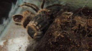 Линька паука птицееда(Lasiodora parahybana). Паук линяет. Spider molt.
