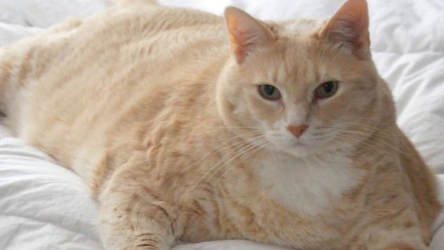 невская маскарадная порода кошек Siberian cat, Pets cats, Beautiful cats