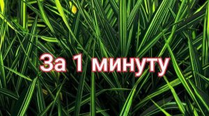 Создание травы в blender за ОДНУ МИНУТУ