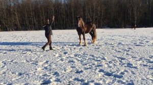 Владимирский тяжеловоз. Восток и Вояж