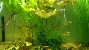 Скалярия Параиба Супервуаль