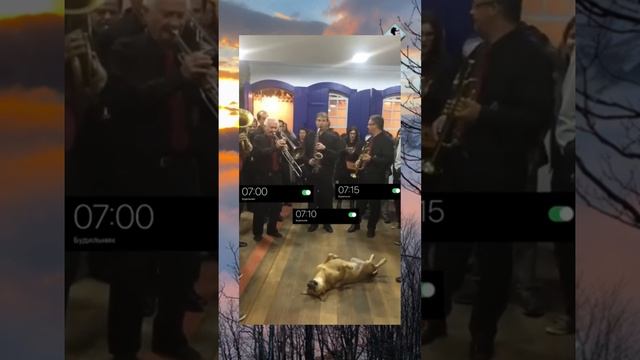 #вирусныевидео / Лучшая работа в жизни #юмор #приколы #смех #котики