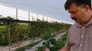 СУПЕР НОВИНКА.Польский Ремонтантный сорт малины Делнива (Delniwa)!!!