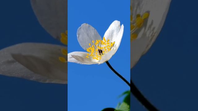 Snowdrop anemone Plant flower 🌺 #videoshort #viralvideo #nature