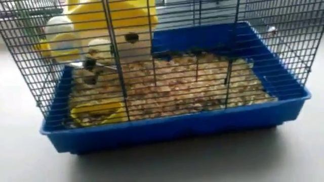 Уход за джунгариком смотреть онлайн