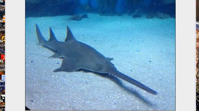 Самые редкие животные