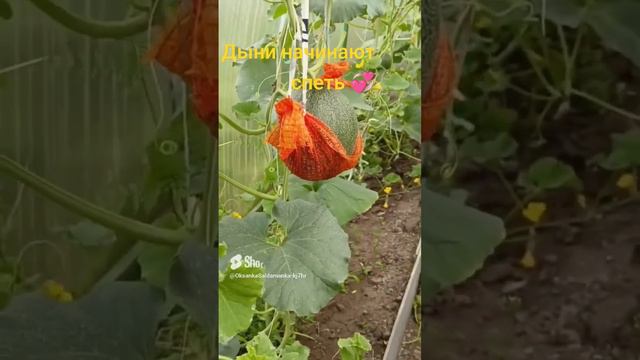 дыни