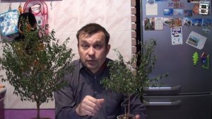 ОБРЕЗКА МИРТА В ДОМАШНИХ УСЛОВИЯХ ЛЕГКО. МИРТ ФОРМИРОВКА. ЭКЗОТИКА НА ПОДОКОННИКЕ