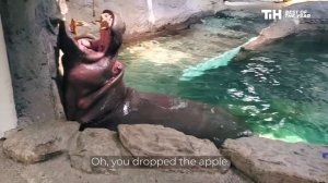 2021 Лучшие неудачи животных года Best Of The Year