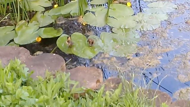 Огари улетели. На пруду поселились утки-кряквы смотреть онлайн