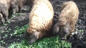 кормление свиней, породы венгерской мангалицы в деревне у мазая.