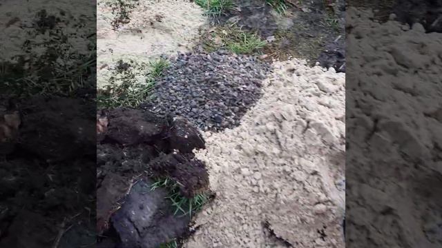 Женьшень Белгородская обл. РОССИЯ #женьшень #ginseng #павловния #paulownia #pavlovniya смотреть онлайн