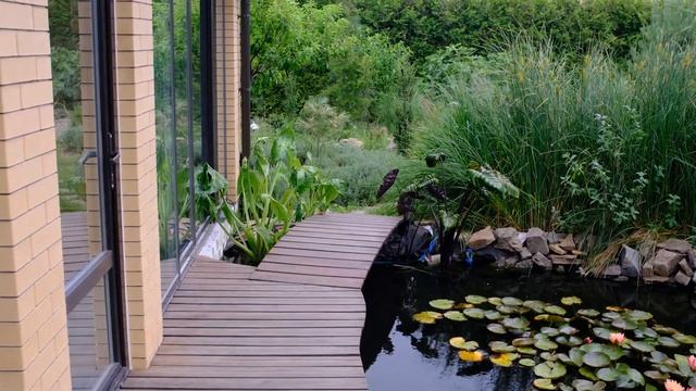 Альбиция цветение в Ростове. Наш сад в середине лета. смотреть онлайн