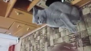 злой кот Сильвер!