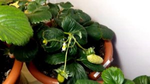 Выращивание дома ремонтантная клубника земляника strawberry на окне 02.12.18. Небольшой урожай.