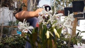 floração da cattleya ( laelia) purpurata e identificação , das variedades ,