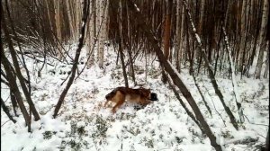 охота на соболя с лайками  Нет худо без добра