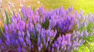 ШАЛФЕЙ ПОЛЬЗА И ВРЕД | шалфей польза и противопоказания, польза шалфея для женского здоровья