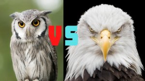 Owl vs Eagle Comparison Who Will Win.mp4