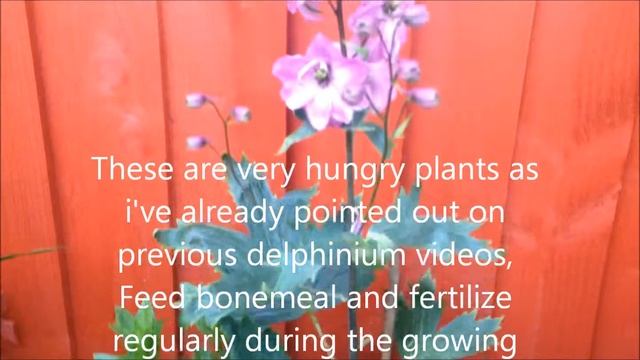 Pink Delphinium Magic fountains, Pacific giant, Help care tips смотреть онлайн
