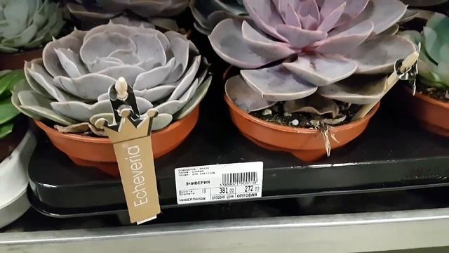 Алое, гастерии, хавортии, рипзалис, эчиверии, пахифитум смотреть онлайн