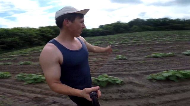 #Т40 Прополка Гарбуза коли погода проти.Дощ, Грязь, ми не зупиняємось/# Т40 Прополка Тыквы смотреть онлайн