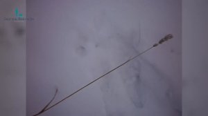 Как тропить зайца?