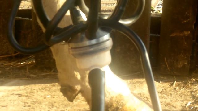 Как сделать самодельную Доильную установку смотреть онлайн