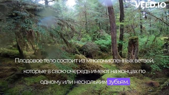 Ежовик гребенчатый: удивительные факты и секреты сбора грибов
