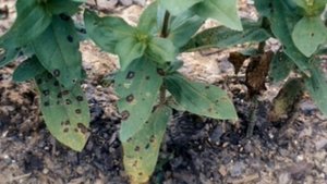 Болезни и вредители цинии. Как не допустить гибели цветка?!