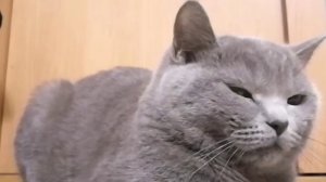 Рассказ для детей от СЕРОГО КОТЭ. Сказка Медведь и девочка