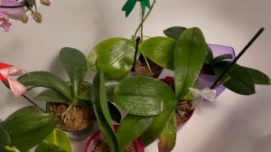Как я обрабатываю орхидеи от клеща. 2 обработка: Ниссоран.