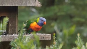 Самая красивая мелодия в мире... Я плакала, когда услышала эту песню! Эту музыку можно слушать вечн