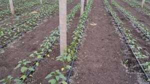 Перец Ред Найт, Ариадни, Каптур в теплице.