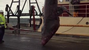 Экстримальная рыбалка в Австралии на редкую гигантскую акулу