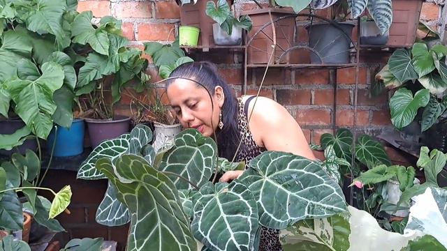 Esto hizo ENORME a mi anturio cristalino, te lo muestro смотреть онлайн