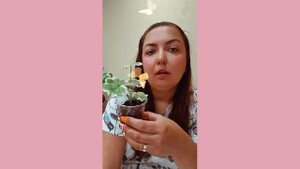 Главная причина почему не укореняются черенки пеларгоний