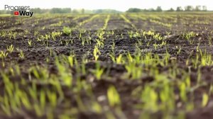 КАК СДЕЛАТЬ ПОЧВУ ПЛОДОРОДНОЙ БЕЗ НАВОЗА И УДОБРЕНИЙ?