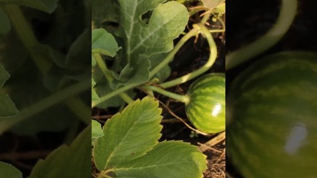 Проще простого! Как вырастить Aрбуз за 1 минуту. How To Grow A Watermelon In 1 Minute