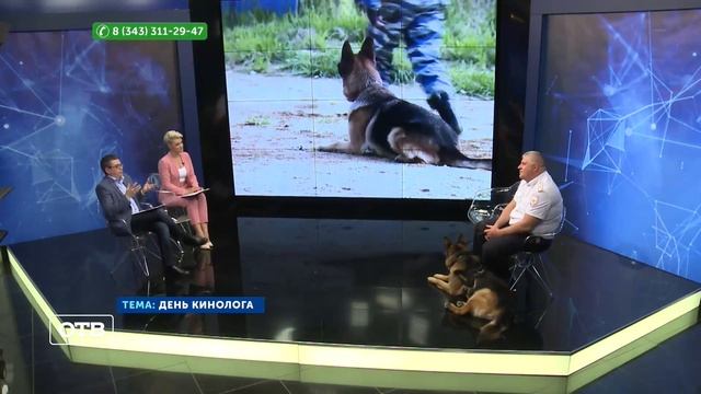 День кинолога смотреть онлайн
