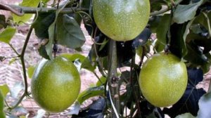 Как выращивать маракуйю в домашних условиях