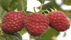 Малина Глен Ампл