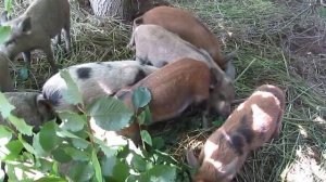 Кормления поросят породы мангалица(венгерская).