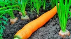 [как научится драться/что делаоь если на вас напали?]-СОВЕТЫ И ПРИЕМЫ ОТ ПРОФЕССИОНАЛОВ