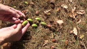 Как определять хорошие желуди. Часть 1.